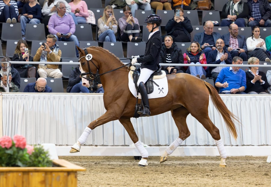 Preisspitze Sunshine v. Secret/Royal Blend