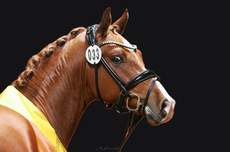 Ponykörung 2024 Siegerhengst Deutsches Reitpony